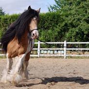 Irish Cob Cillbarra Golden Vale