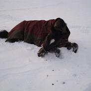 Trakehner Cat-Baloo