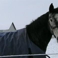 Dansk Varmblod Cariz-Vitz