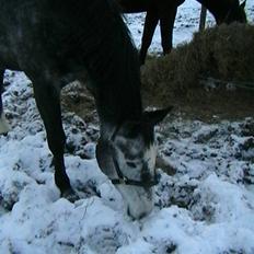 Dansk Varmblod Cariz-Vitz