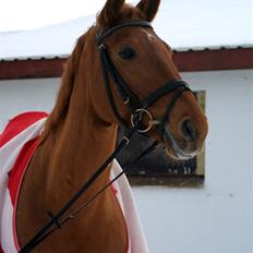 Dansk Varmblod Luna - Solgt