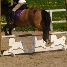 Anden særlig race Buster Larsen <3solgt :.-