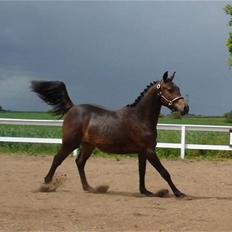 Anden særlig race Elmegaardens Asterix