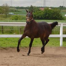 Anden særlig race Elmegaardens Asterix