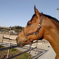 Dansk Varmblod Ronja SOLGT