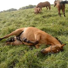 Dansk Varmblod Ronja SOLGT
