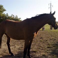 Dansk Varmblod Ronja SOLGT