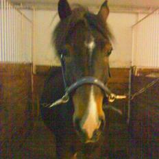 New Forest Isak X part :(