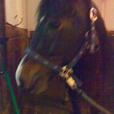 New Forest Isak X part :(