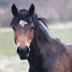 Connemara Susie Magill