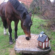 Connemara Susie Magill