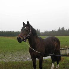 Connemara Susie Magill