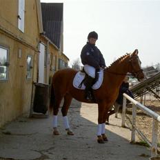 Sportsaraber (A) Cocio †