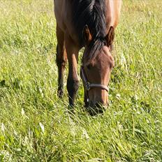 Anden særlig race Mademoiselle Bayonne