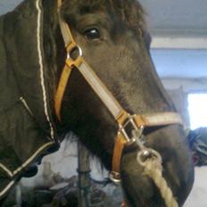 Frieser Renske Gepke.