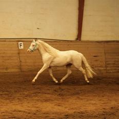 Welsh Pony (sec B) Låddenhøjs Inox - Avlshingst