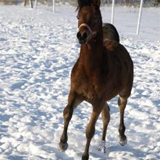 Arabisk fuldblod (OX) FE Shadiva