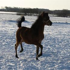 Arabisk fuldblod (OX) FE Shadiva