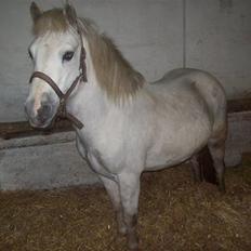 Anden særlig race bob  bytte 