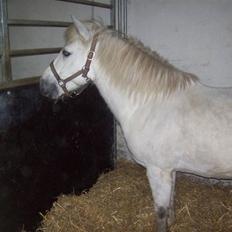 Anden særlig race bob  bytte 