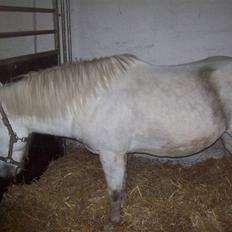 Anden særlig race bob  bytte 