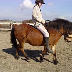 Gotlandsruss Tarpan's  Ikon R.I.P