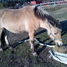 Fjordhest Tulle*Byttet*