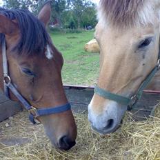 Fjordhest Tulle*Byttet*