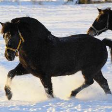 New Forest Lindholms Micky