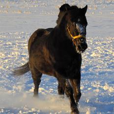 New Forest Lindholms Micky