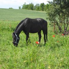 Oldenborg Frej Blæsenborg