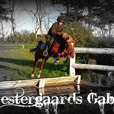 Anden særlig race Westergaard's Gabbi |B-PONY| Solgt
