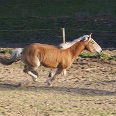 Haflinger Stabejs Dybdal<33