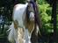Irish Cob Cillbarra Golden Vale