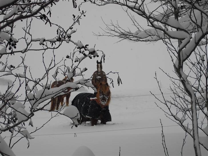 Anden særlig race Ridder Rust (Buster) - Snestorm  billede 10