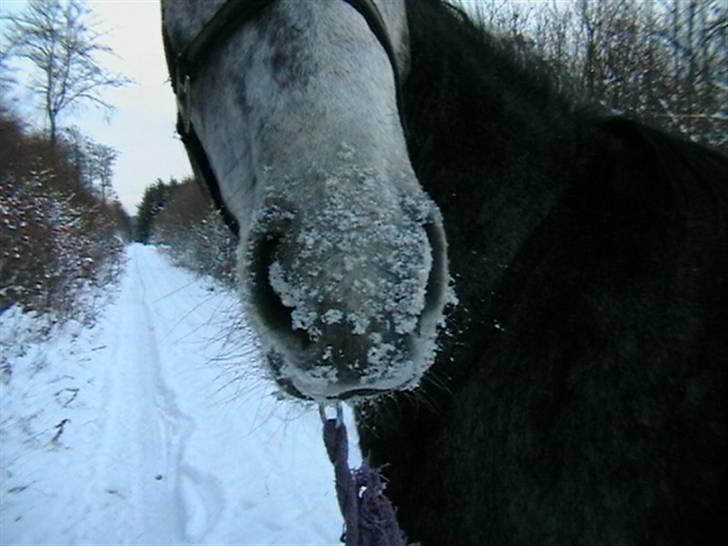 Dansk Varmblod Cariz-Vitz - Snefyldt mule :-D billede 7