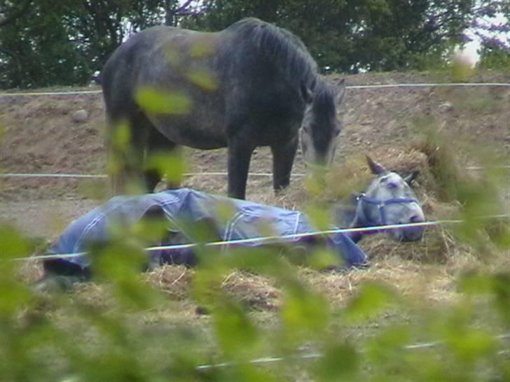 Dansk Varmblod Carismo-Vitz - Solgt - Godt at han kan passe på Kiki billede 19