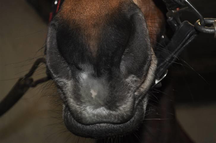 New Forest /? Cario RIP -  17 # Den pony har altid et smil på læben :D (Foto: Chris) billede 4