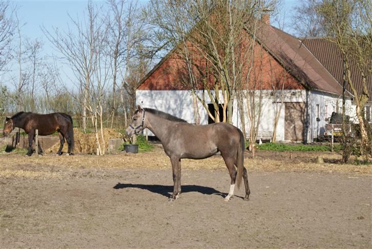 Arabisk fuldblod (OX) Ali-Nadirah *SOLGT* billede 7