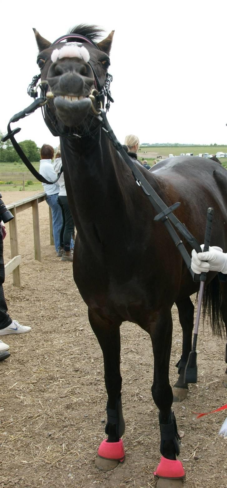 Welsh Partbred (Sec F) Wendy Van De Gezandebaan - Vores første vundne LA. GERK. billede 5