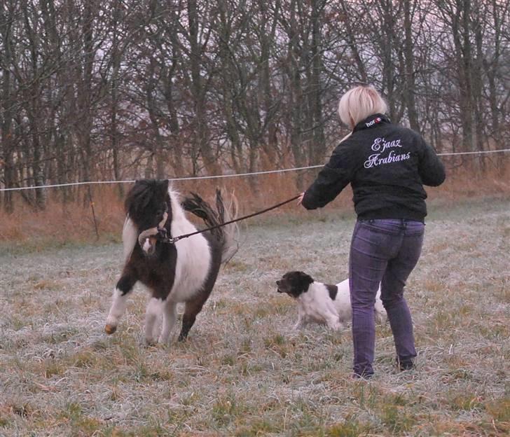 Miniature Princess Gaia billede 4