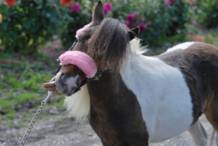 Miniature Princess Gaia billede 5