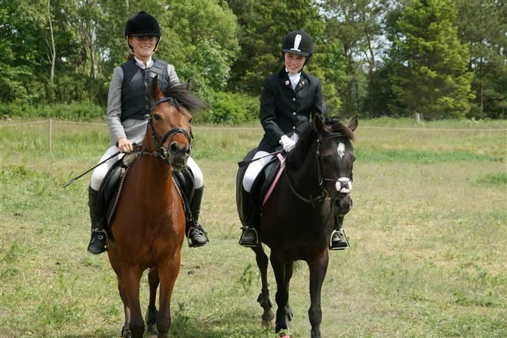 Welsh Partbred (Sec F) Wendy Van De Gezandebaan - Kista og jeg, skridter af efter LA. GERK. billede 6