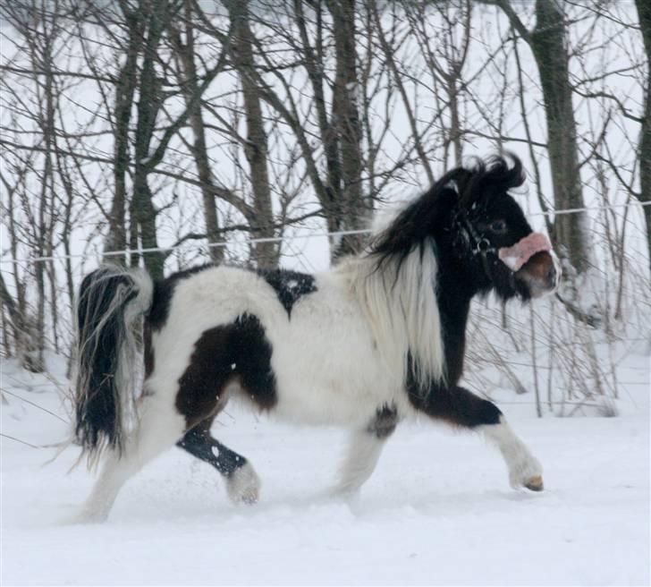 Miniature Princess Gaia billede 7