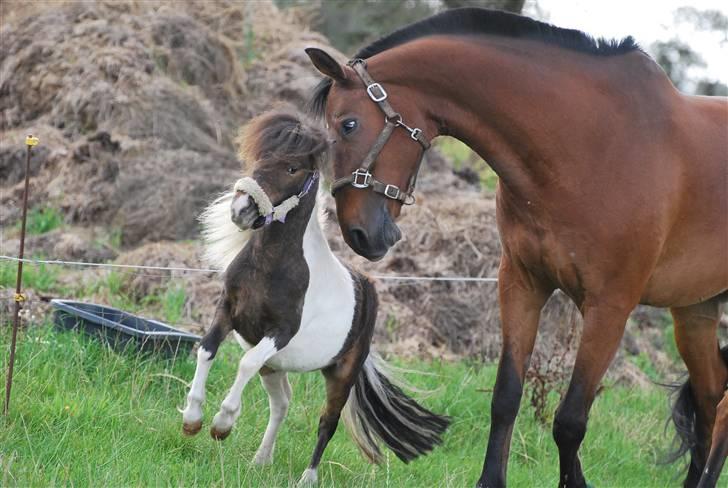 Miniature Princess Gaia billede 9