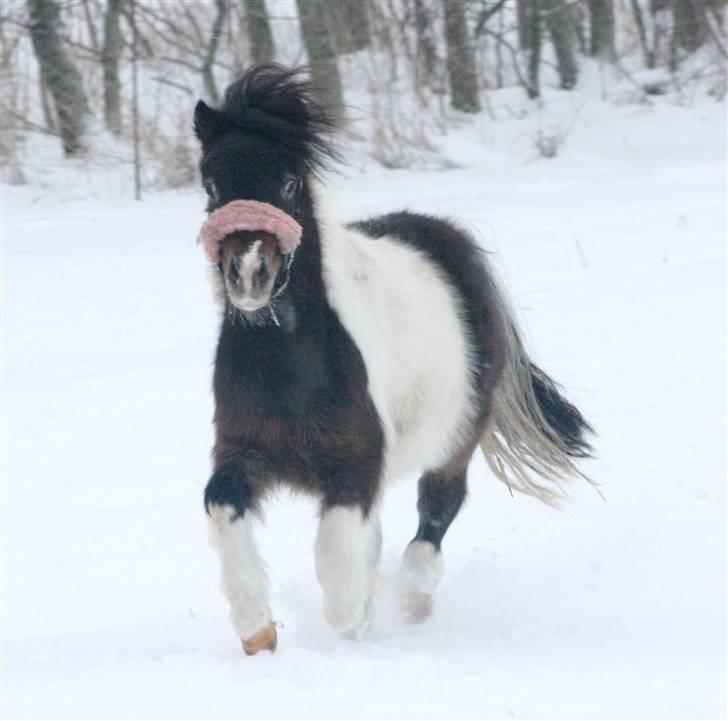 Miniature Princess Gaia billede 10