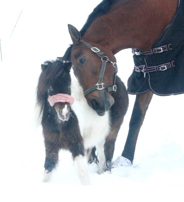 Miniature Princess Gaia billede 13