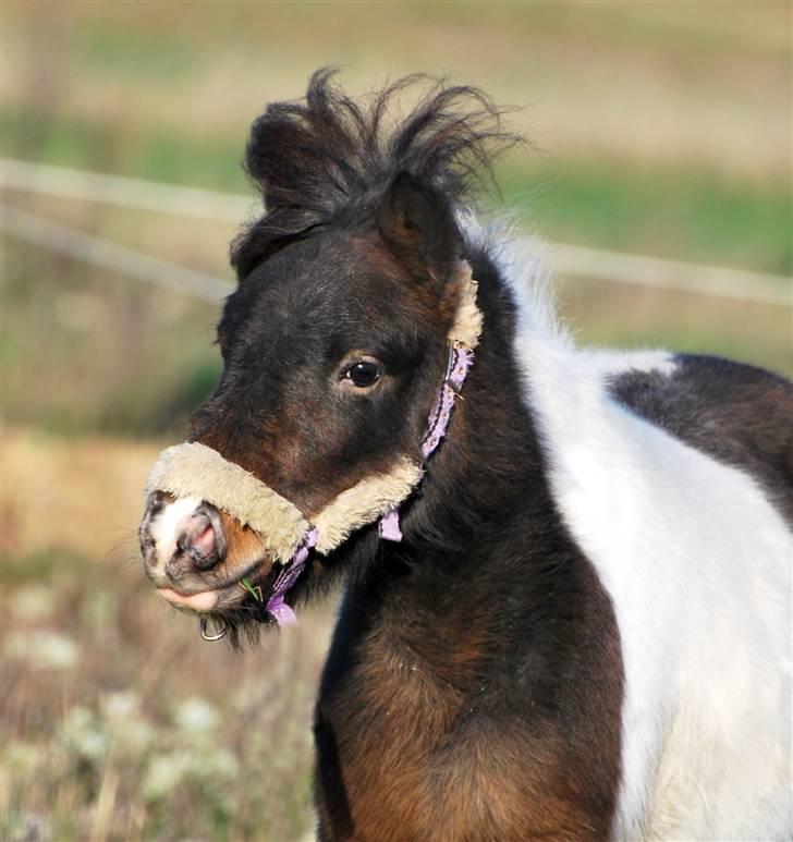 Miniature Princess Gaia billede 15