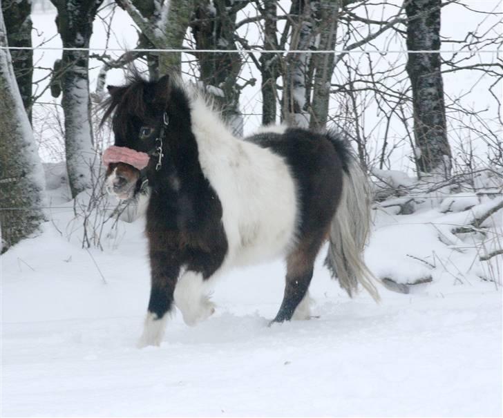 Miniature Princess Gaia billede 17