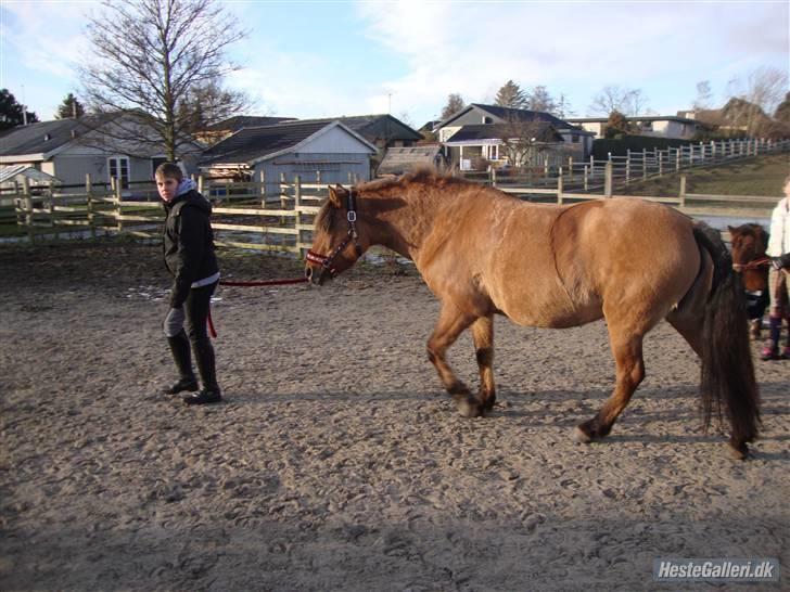 Fjordhest /Pinto Fie - strigle konkurence til kamillas mini jule stævne foto: ?  #12 billede 12